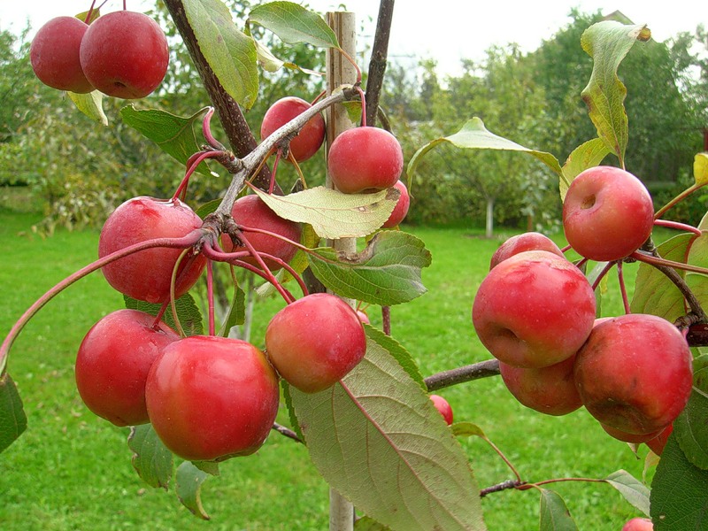 Яблоки ранетки: почему их любят сажать в России