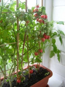 Можно ли вырастить помидоры на подоконнике зимой?