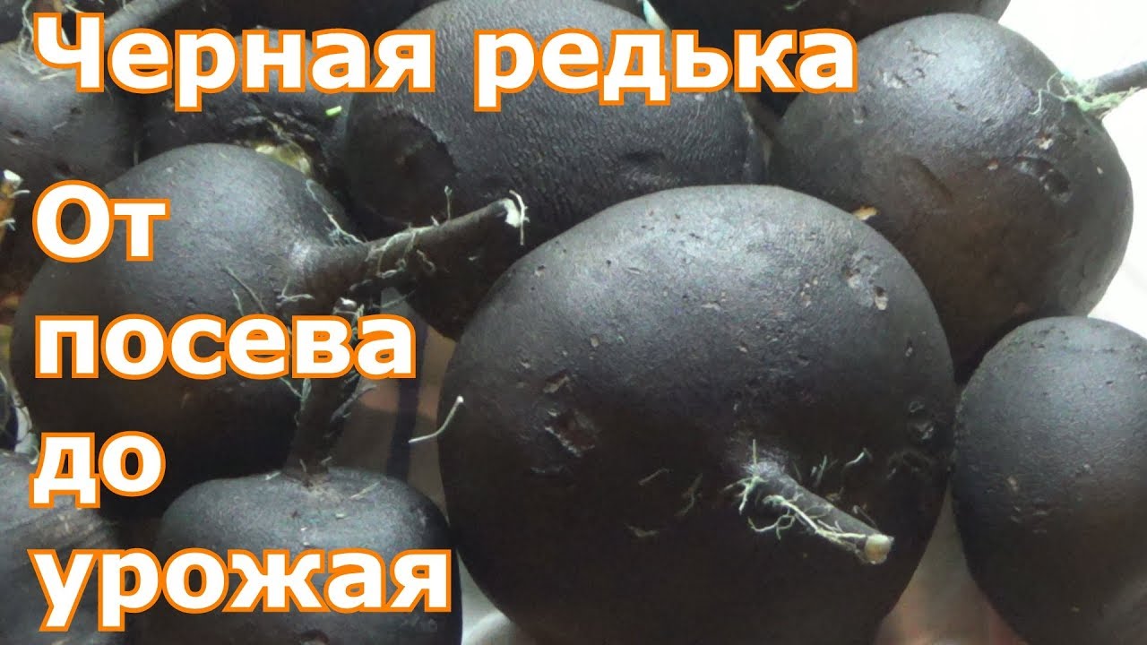 Зимняя редька: как правильно вырастить традиционный русский овощ