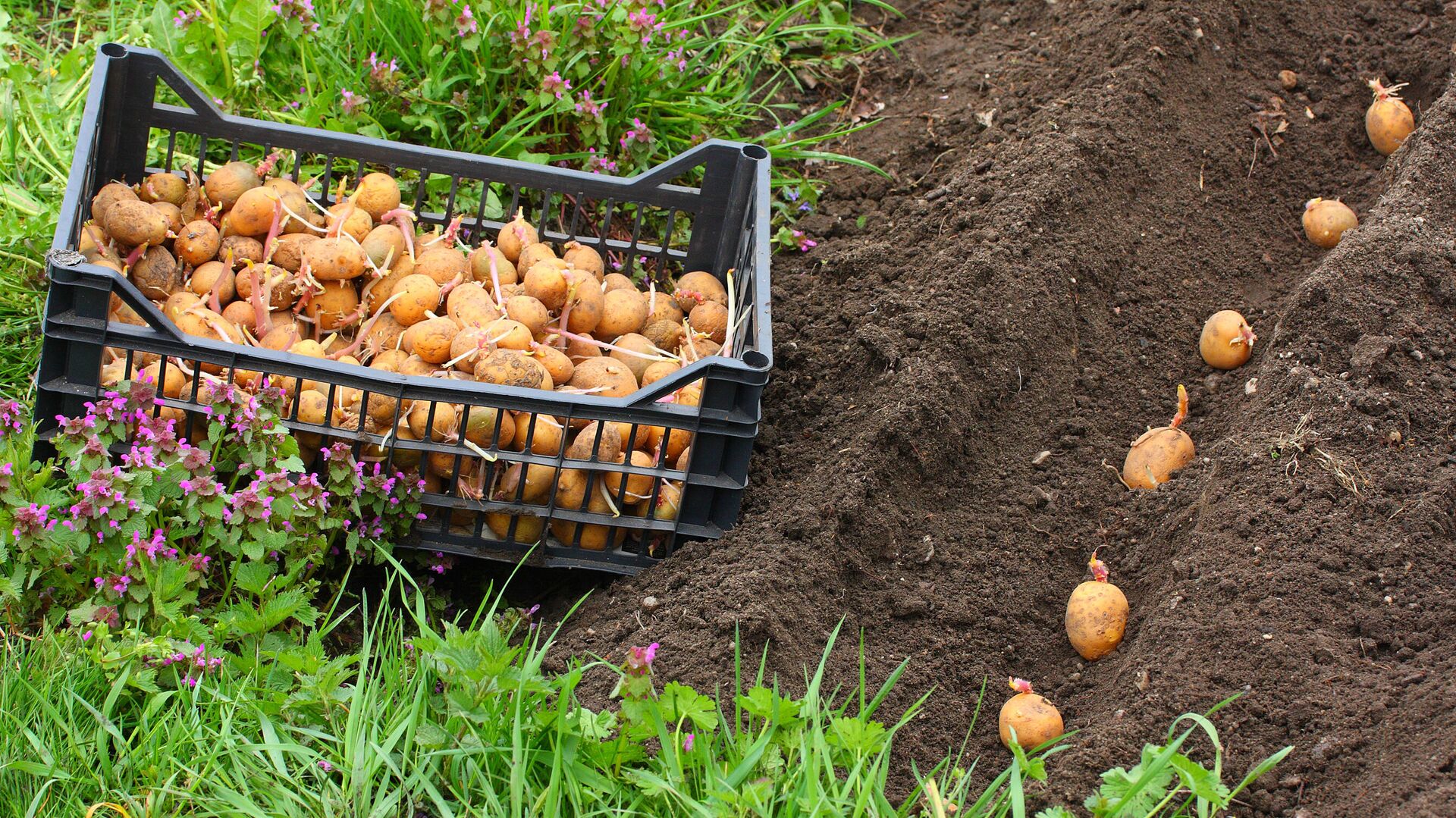 Посадка картофеля весной в открытый грунт