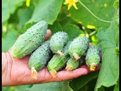Огурцы: как вырастить хороший урожай