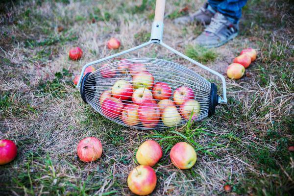 Как правильно собирать яблоки
