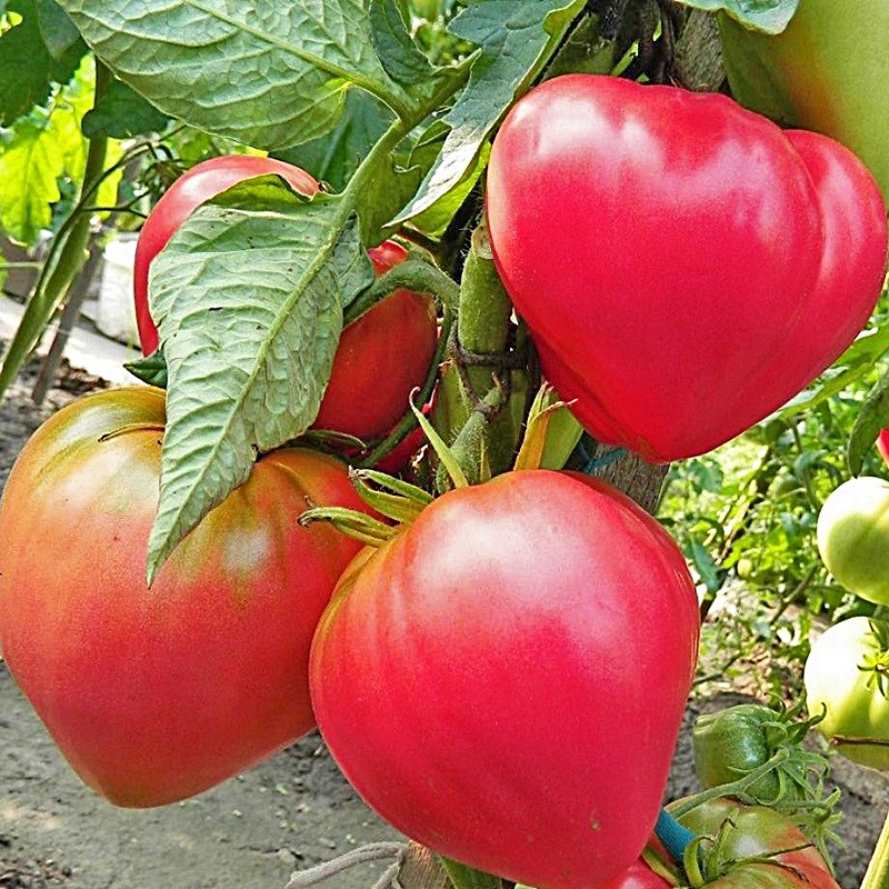 Рейтинг топ-25 лучших сортов томатов для теплиц по версии КП