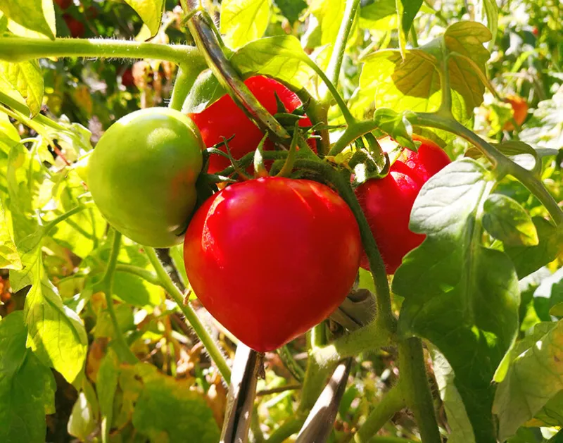 Можно ли подкармливать помидоры дрожжами?