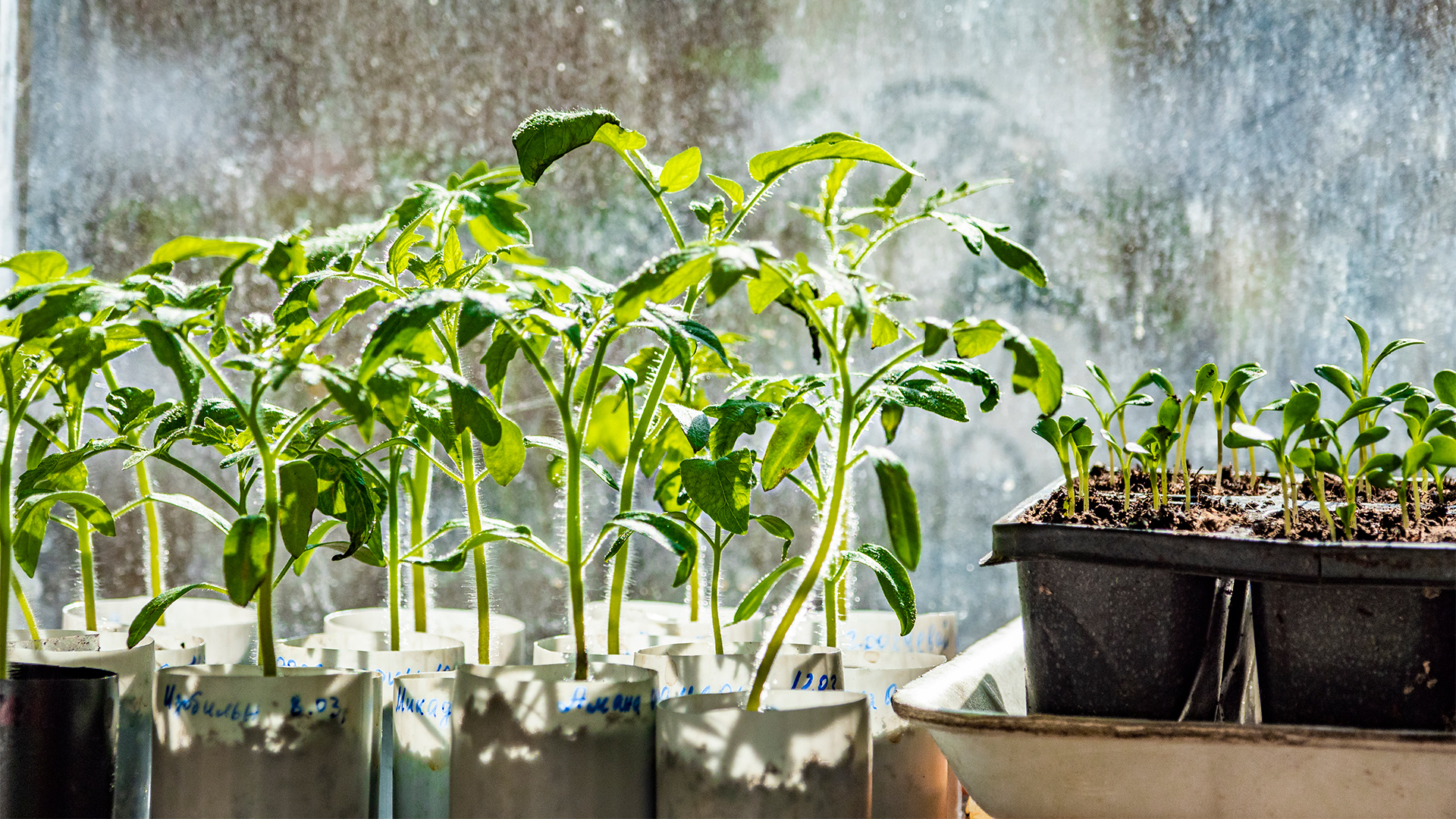 Надо ли проращивать семена баклажанов перед посевом?