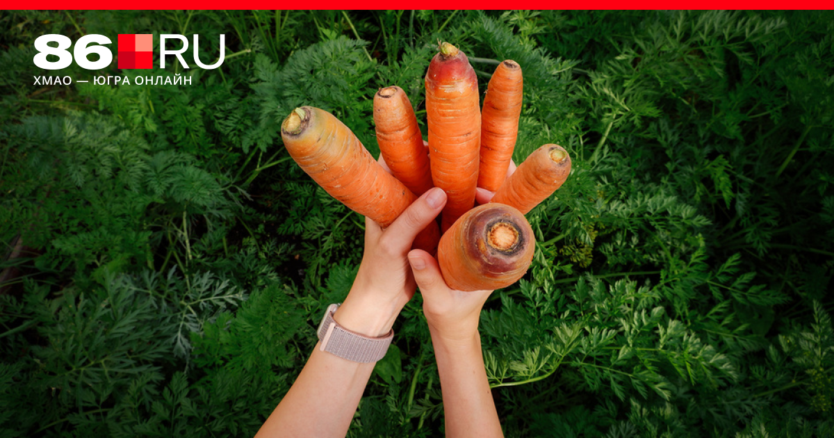 Можно ли посадить морковку, выдернутую при прореживании?