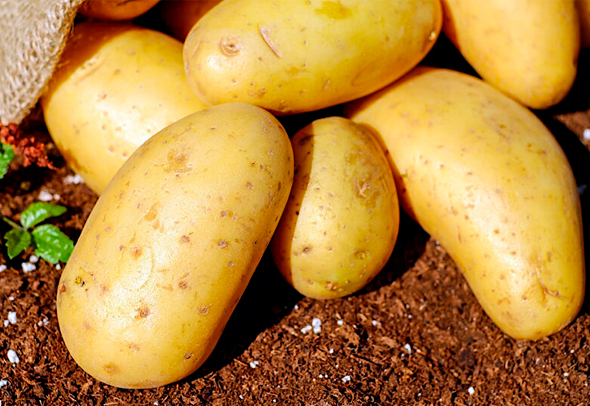 Советы агрономов по уборке картофеля