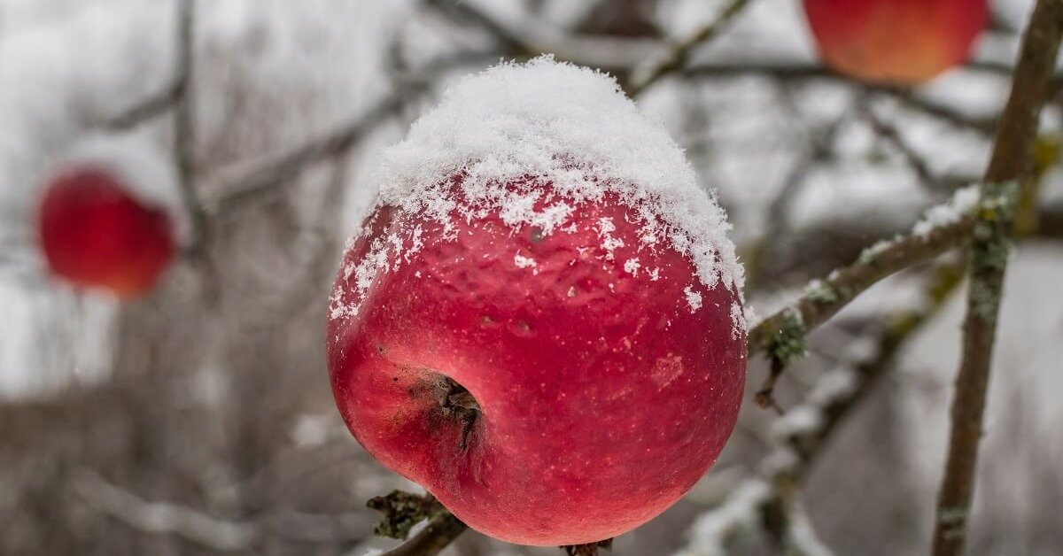 Лучшие сорта зимних яблок