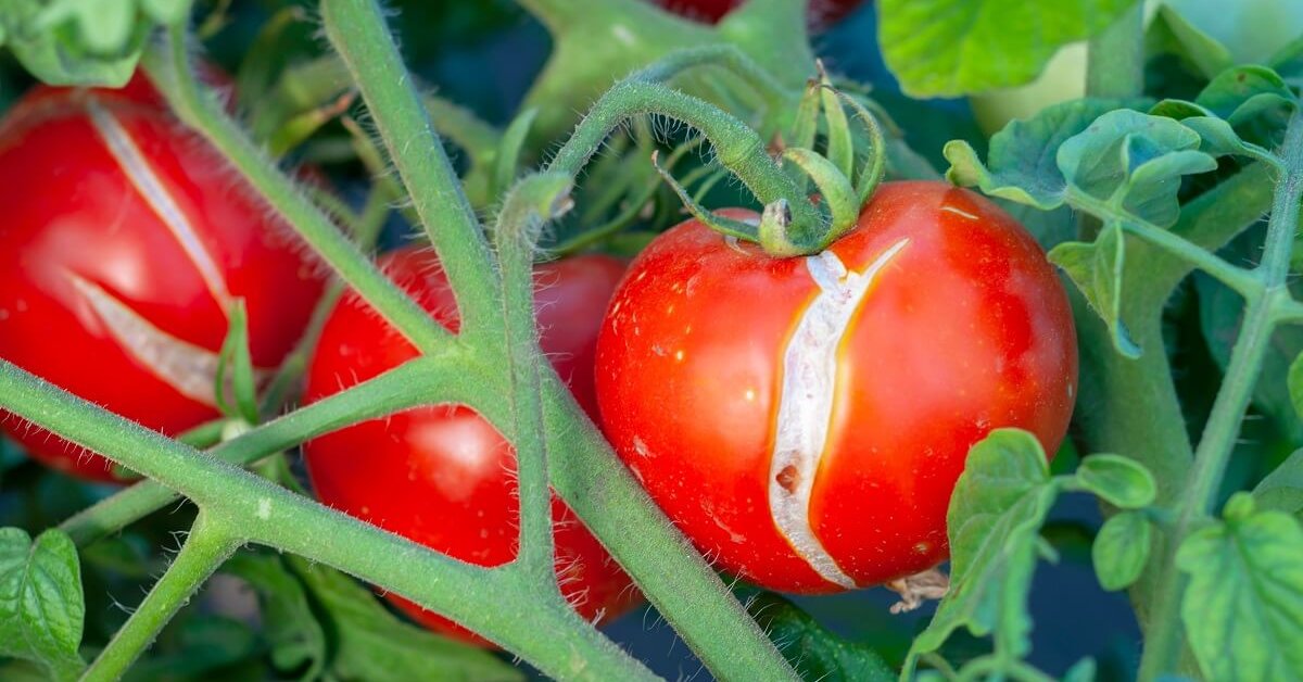 Плоды томатов не растут