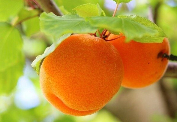 Советы по уходу за абрикосом из косточек