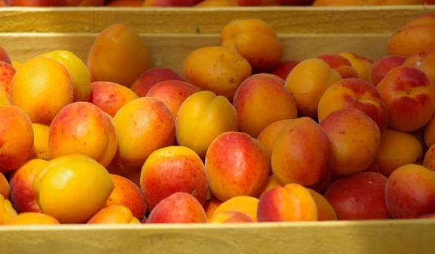Надо ли сажать на участке разные сорта абрикосов?