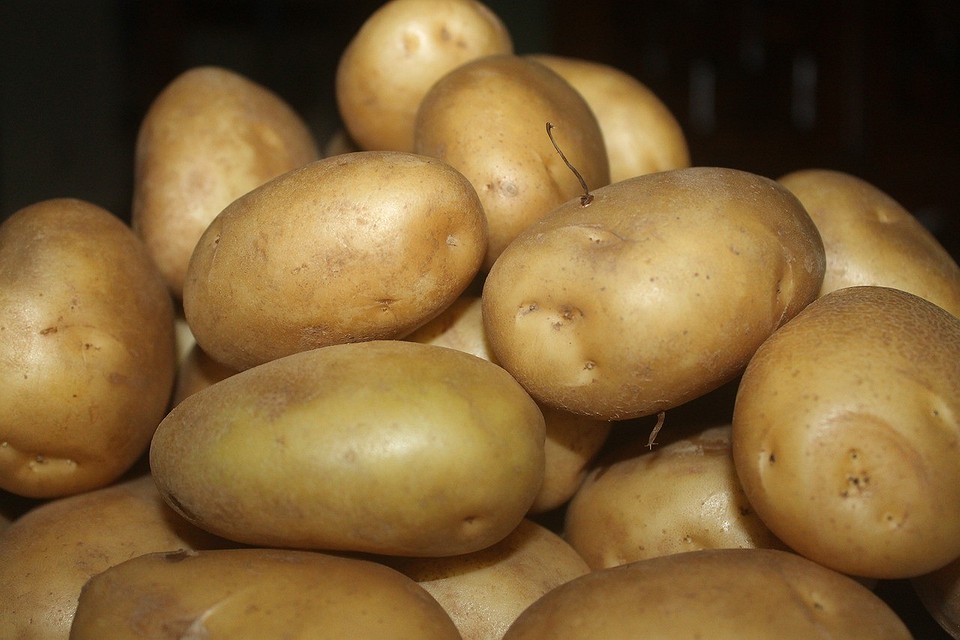 Какие сорта картофеля не вырождаются?