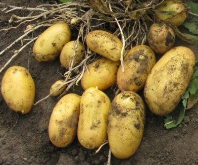 Отзывы огородников и садоводов о картофеле Королева Анна