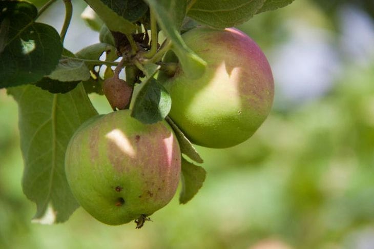 Яблоня: как вырастить хороший урожай